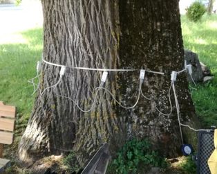 Baum mit Kabeln für eine Verbindung mit einer App
